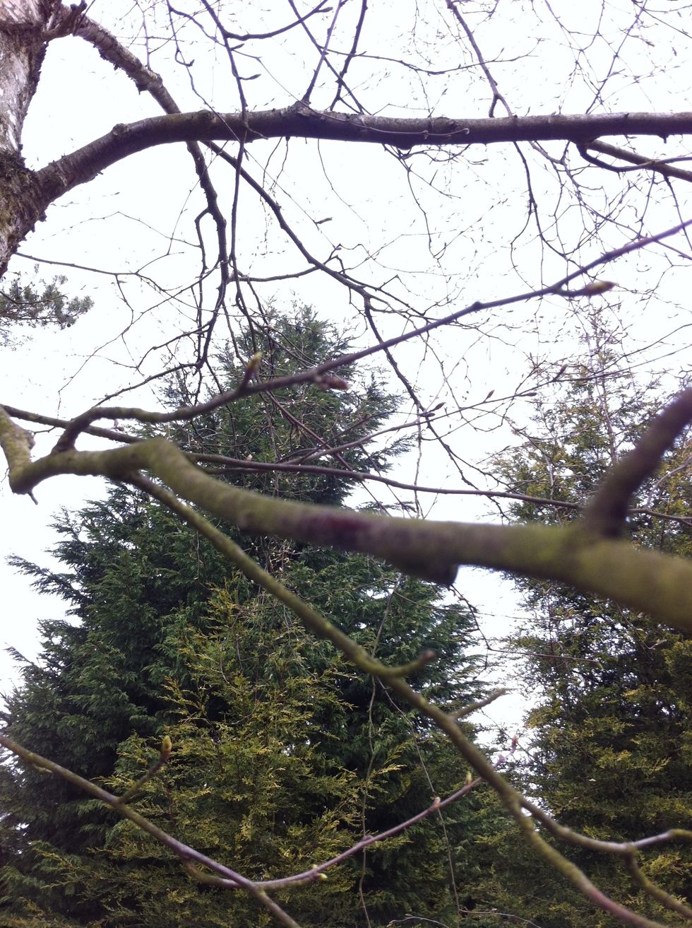 Take a branch which is about 1 or 2 cm thick and hangs down, so the weight of the (full) bottle will not break your branch.