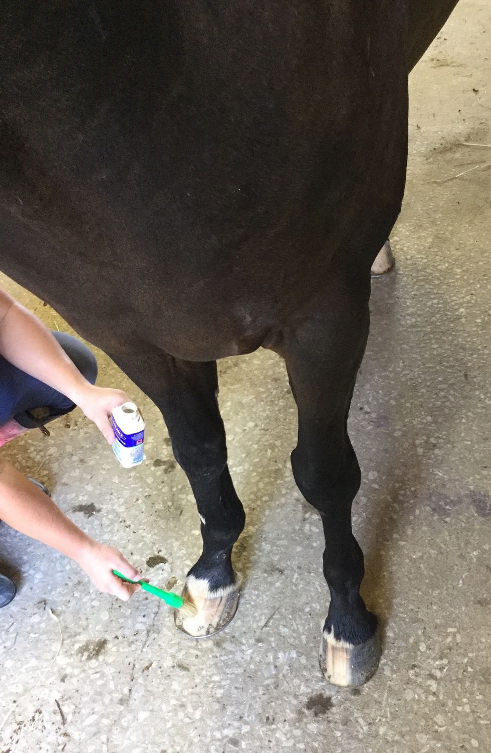 Take a clean brush and apply the hoof hardener to the outside and bottom of the foot, avoiding the frog.