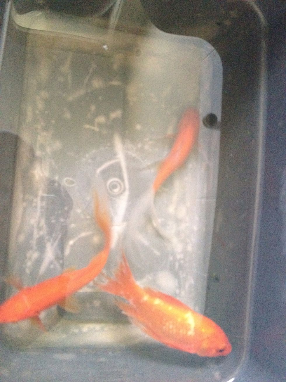 Take a cotton bud and dip it in the mercurochrome, scoop each fish up in a net and dab directly onto the open wounds. The water will look yellow tinted