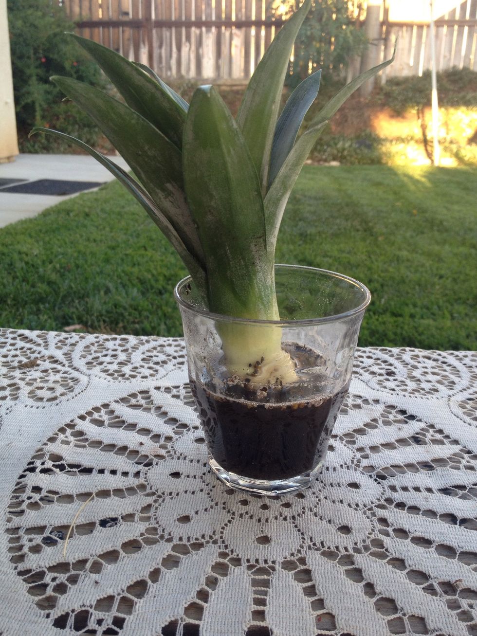 Take a glass of water, and a tsp of fertilizer in the cup, set the pineapple top in it. Leave it in for 24 hours then transfer to a pot with soil. Simply create a 1/2 inch hole and set the top inside