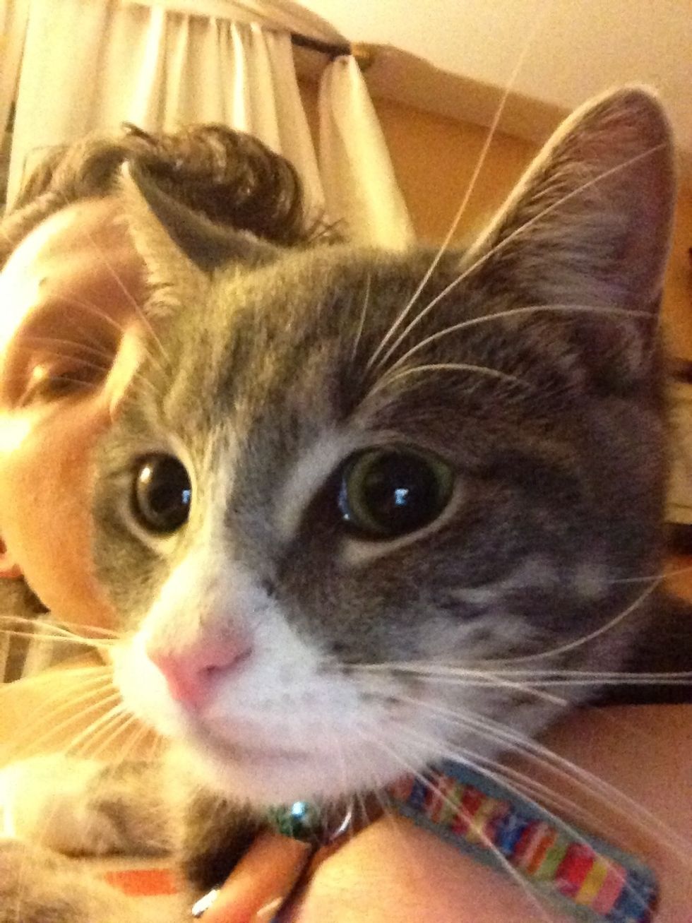 Take a kitty break and wait 2 hours!