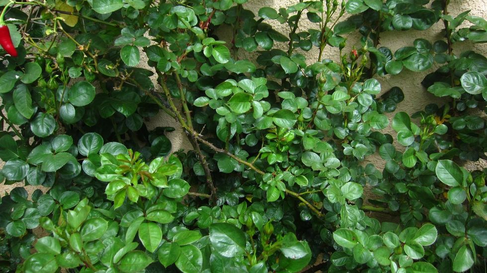 Take a look at this Rose plant a few weeks after a Ceylon Cinnamon Oil bath. Healthy with zero aphids, mold, fungus or leaf curl.