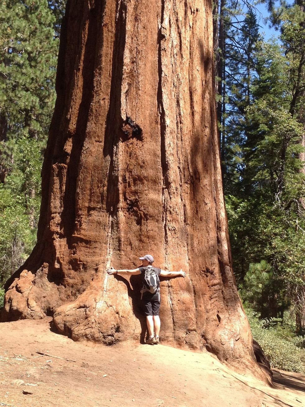 Take a moment to hug a tree. It's not often you encounter something that has been alive through most of recorded history... Or longer.