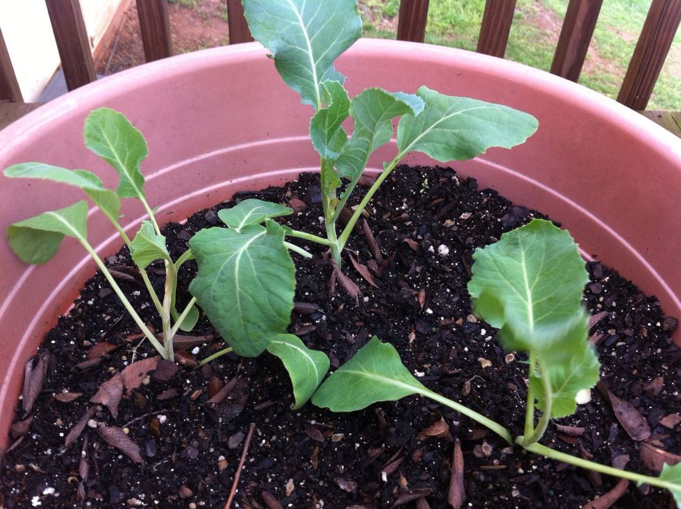 Take a photo of your garden on the day of planting. Then chronicle growing conditions everyday so next time around you'll know which things worked well and which ones didn't.