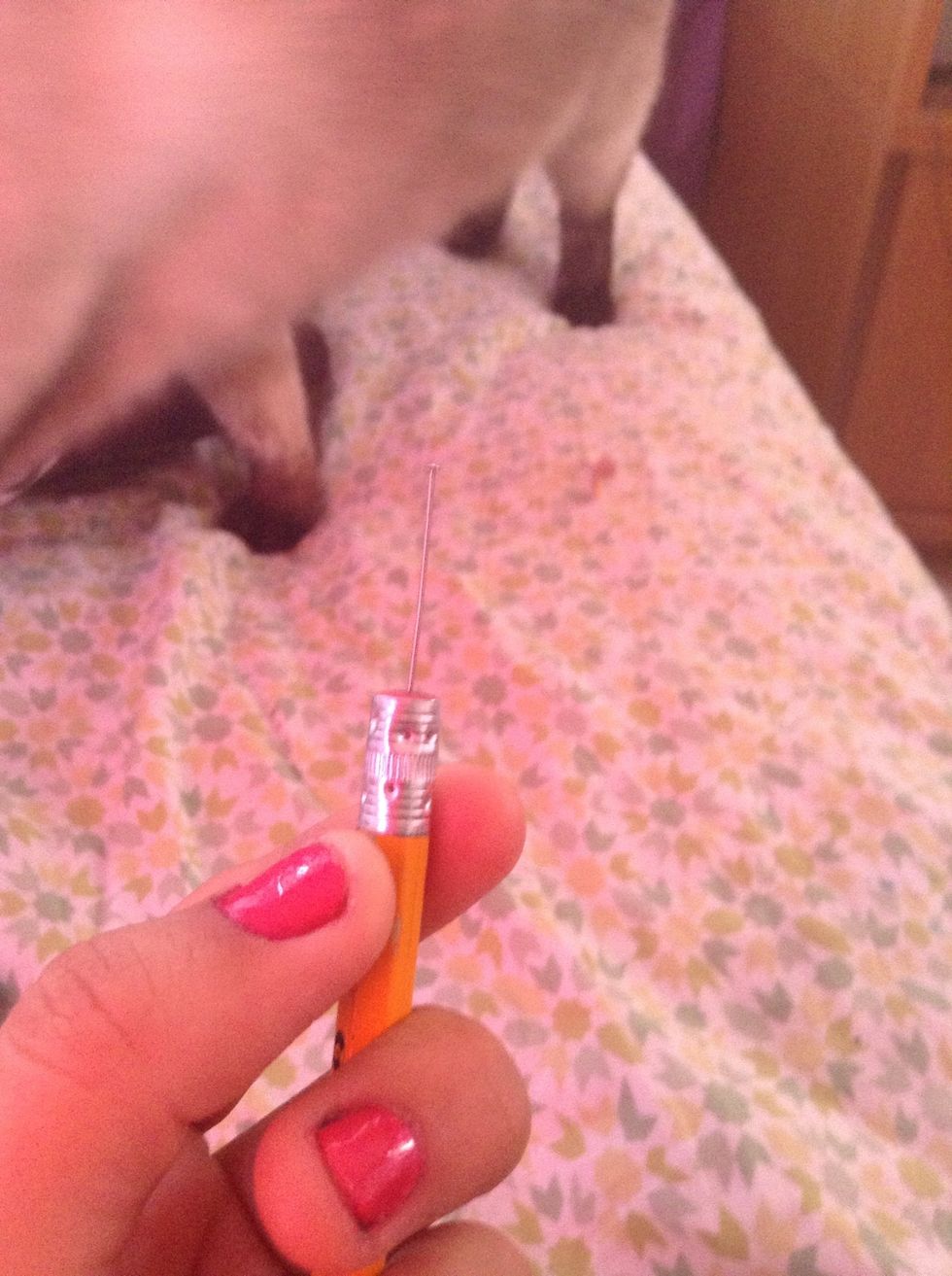 Take a pin or a dotting tool hehe my kitty in the back ;)