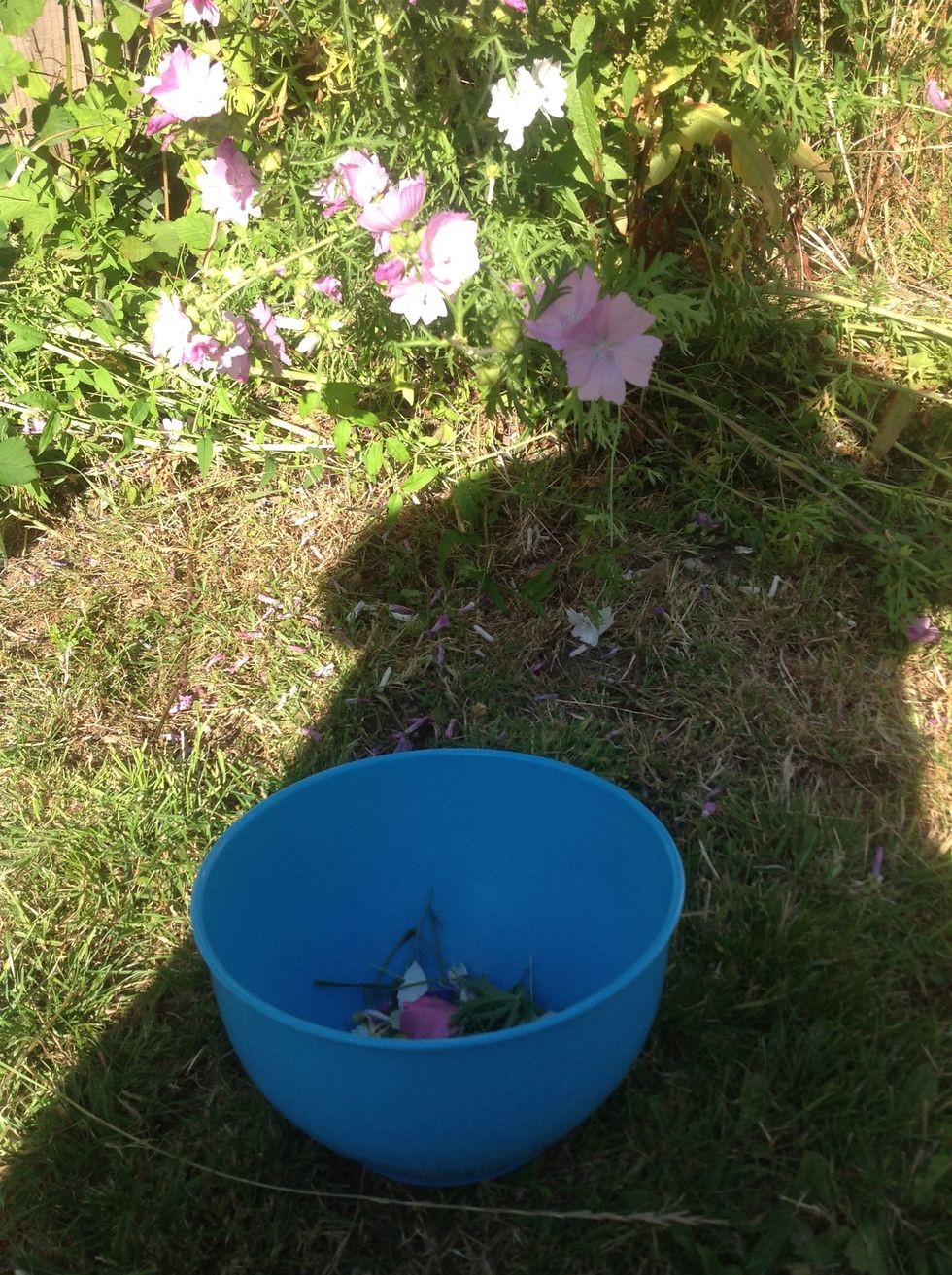 Take a walk and gather flowers, petals, grasses and leaves. If you're out in the countryside remember to leave some of the flowers for the bees to enjoy. Scissors are helpful.