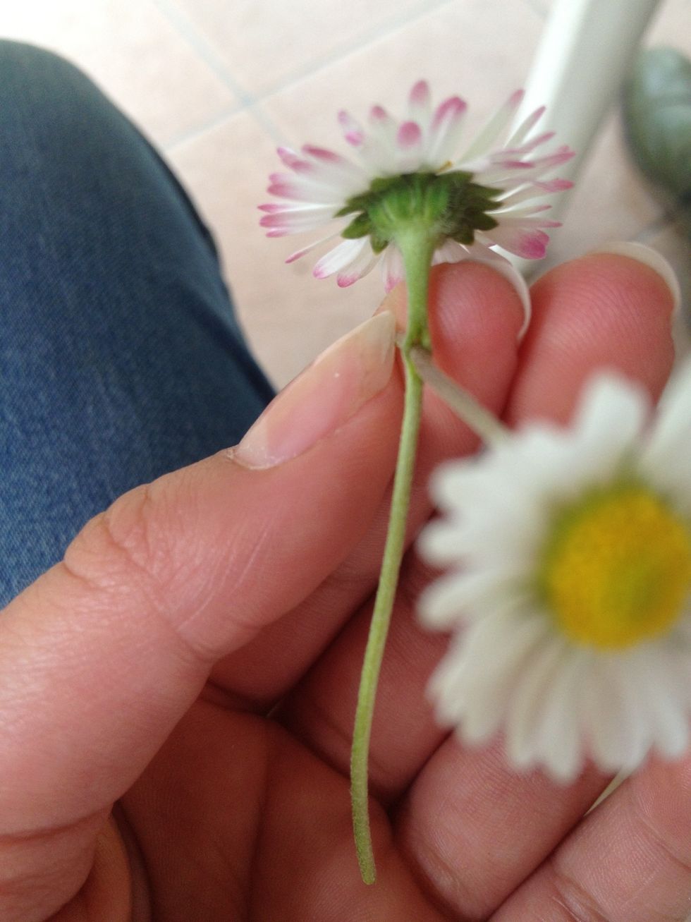 Take another daisy and put it in the hole, like you can see in the picture.