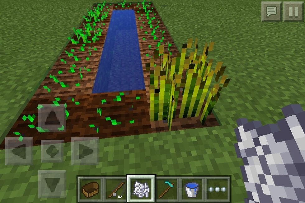 Take bonemeal and tap the crop 2 times and then it's ready to pick!