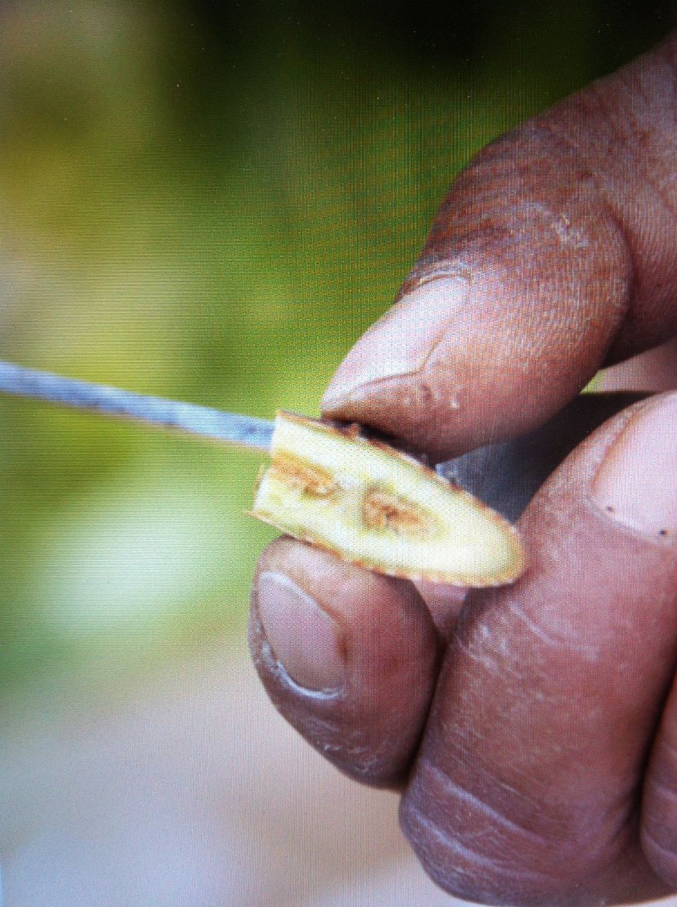 Take bud of new varietal...