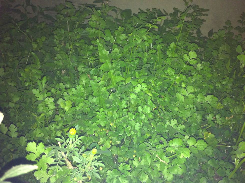 Take cilantro from your garden