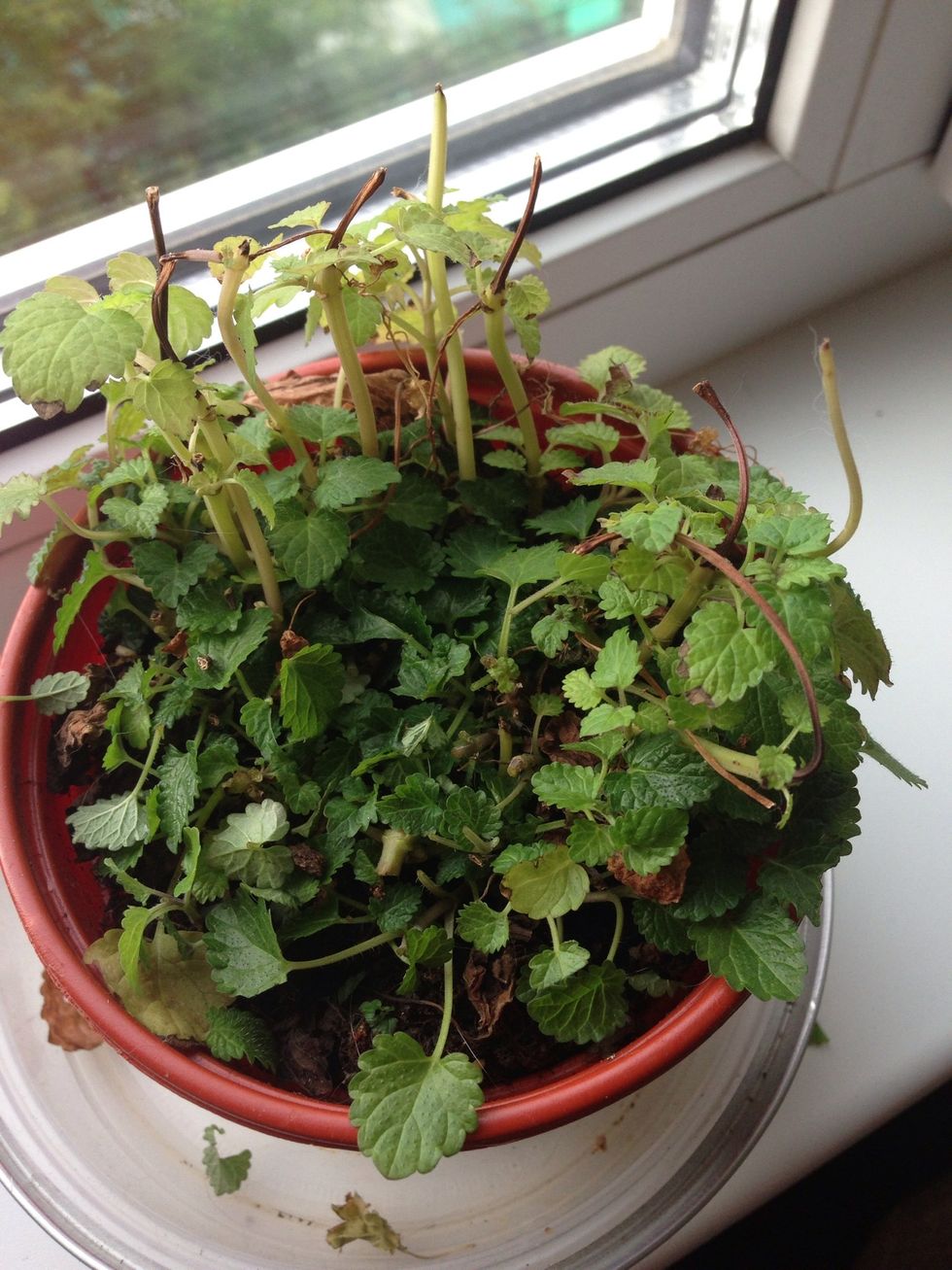 Take fresh mint leaves