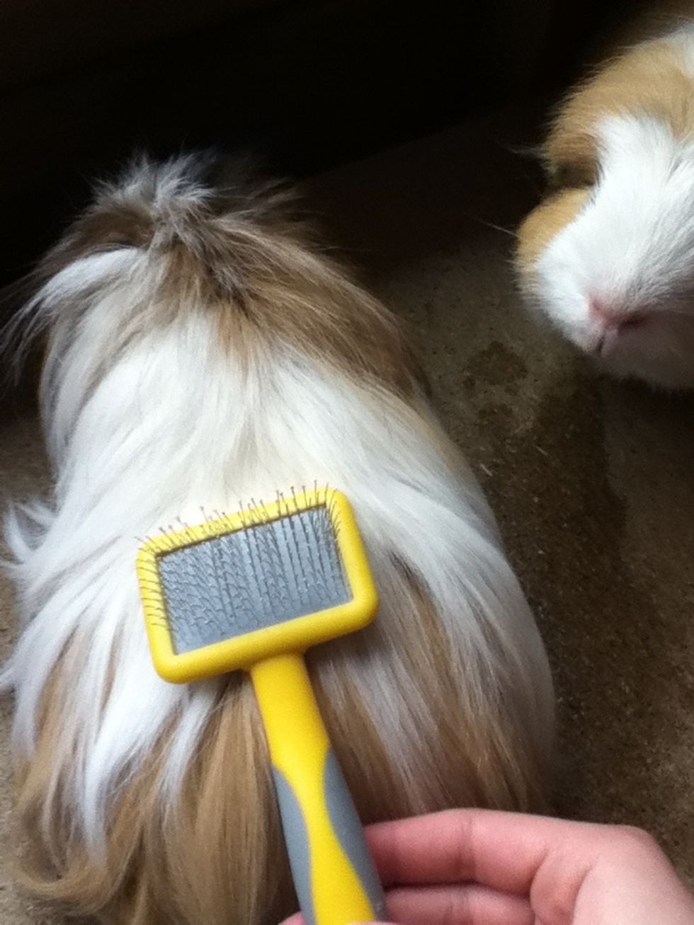 Take harder brush and gently work through the fur from head to tail (yes guinea pigs do have a teeny tiny tail amongst all that fur)