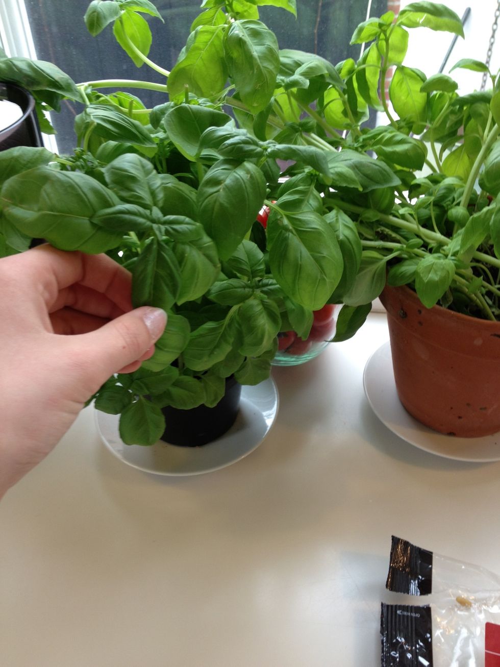 Take one handful of basil leafs and add