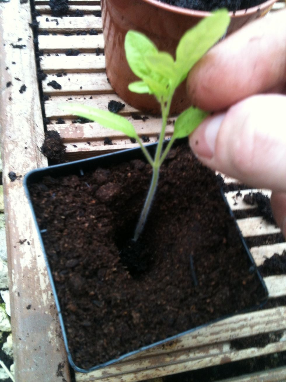 Take one seedling, along with its roots and any soil that is attached, and drop it in the hole you just poked. Hold the seedling by a leaf (do not hold the stem), and gently lower it in.