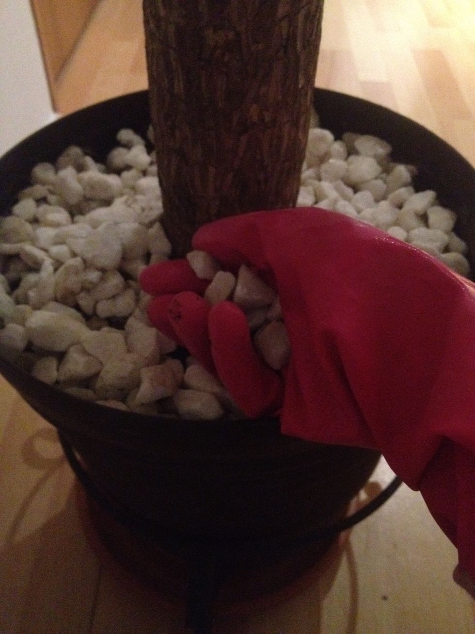 Take out all your tree's stones