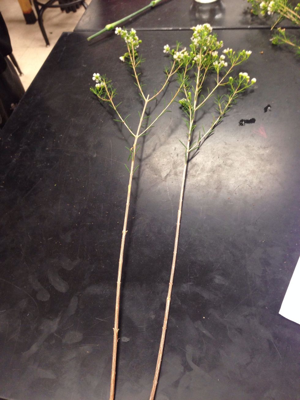 take pieces of wax flower and cut off bottom leaves/flowers. Then repeat step 3 for cutting