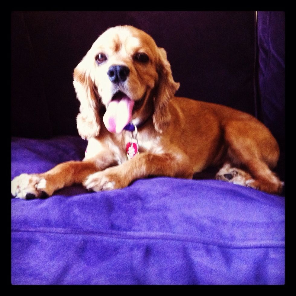 Take the awesome dog home and spoil him rotten.