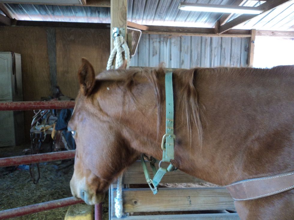 Take the harness off but not completely, and buckle the harness around its neck loosely, so the horse wont flee.