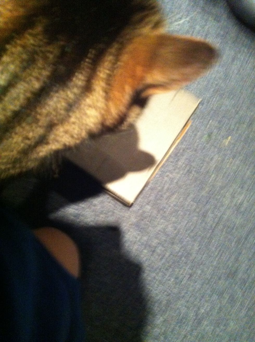 Take the piece of cardboard and use it as a scratching post if you don't want to pay for one because if you don't have one your sofa will be the scratching post.