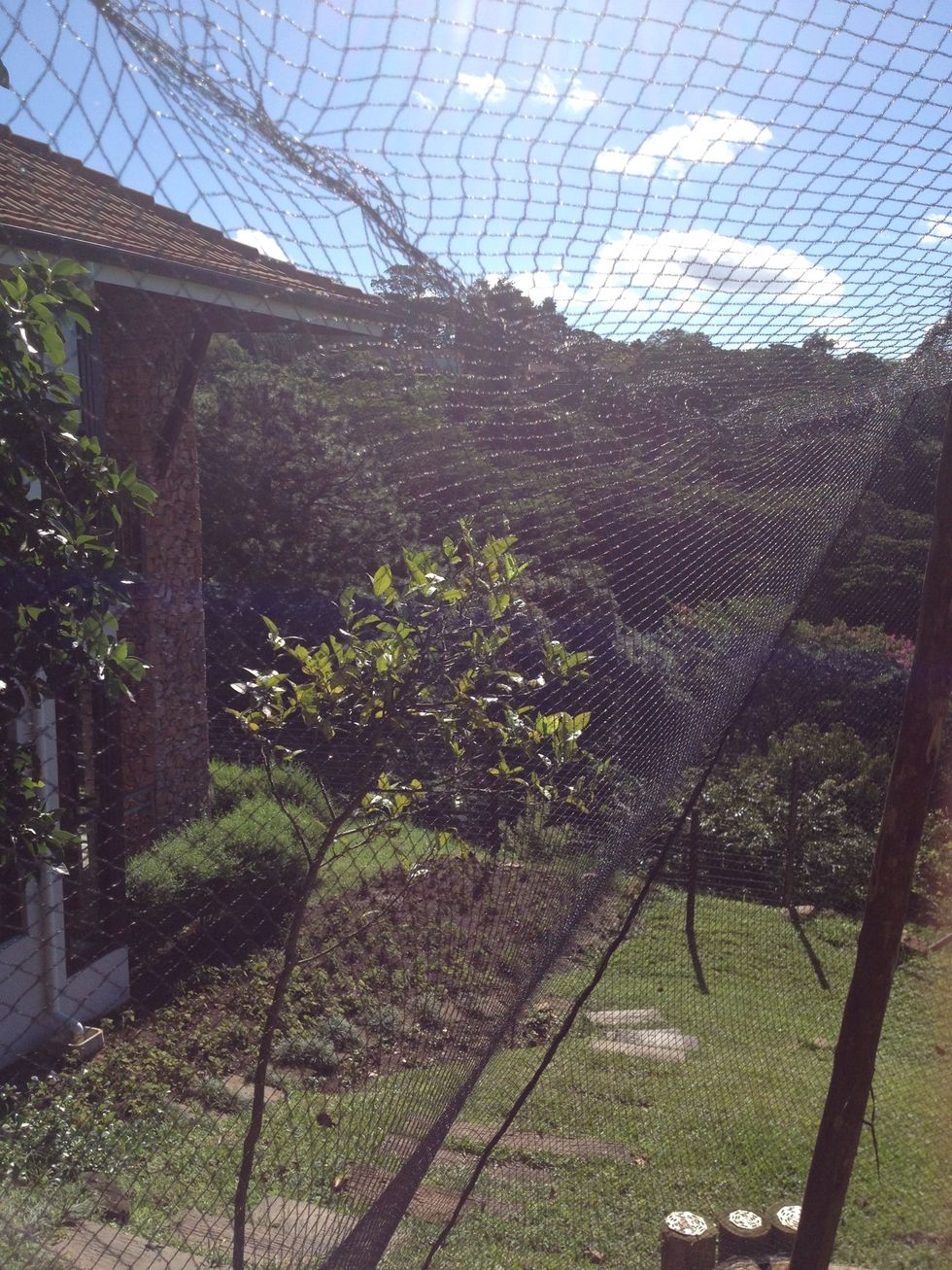 Take your bird protector mesh and drape over the poles
