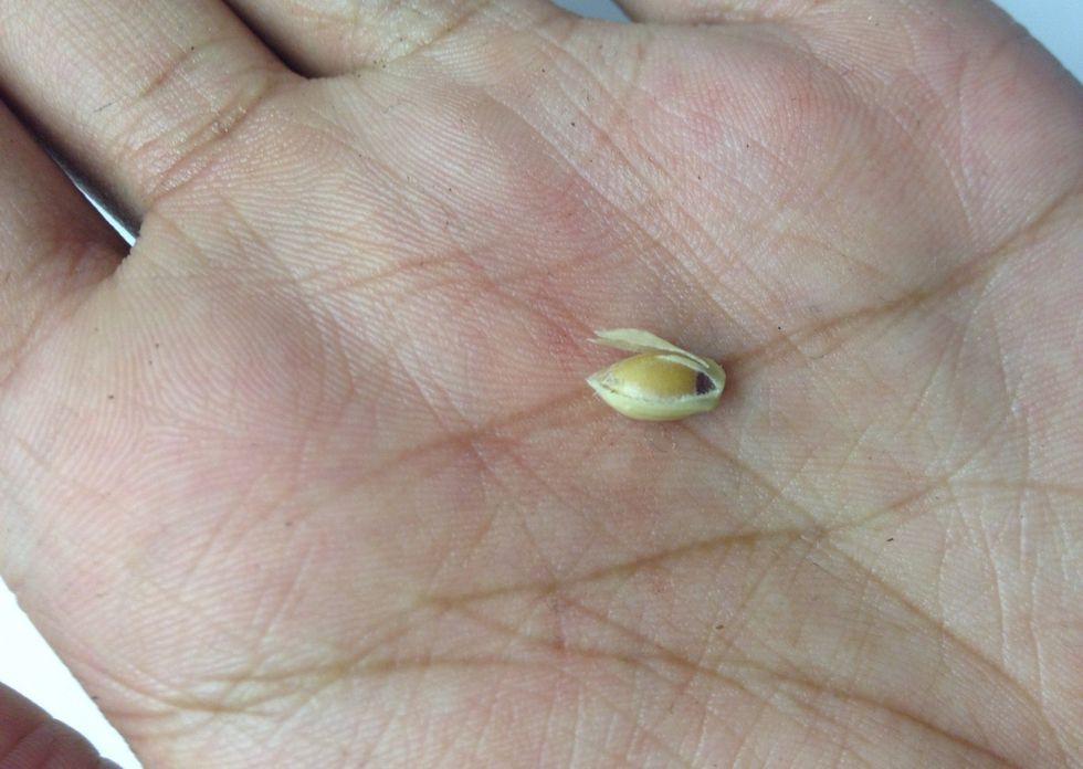 Take your finger nail and indent it into the top on the seed, peeling the outer layer of the shell