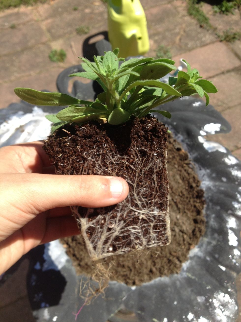 Take your flowers and cut the bottom of the roots.