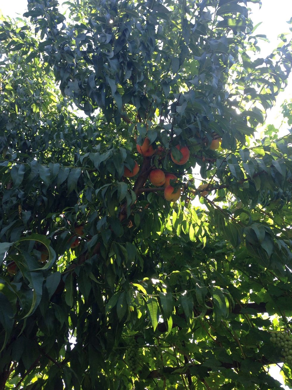 Take your fresh peaches( by the way these are from our garden)