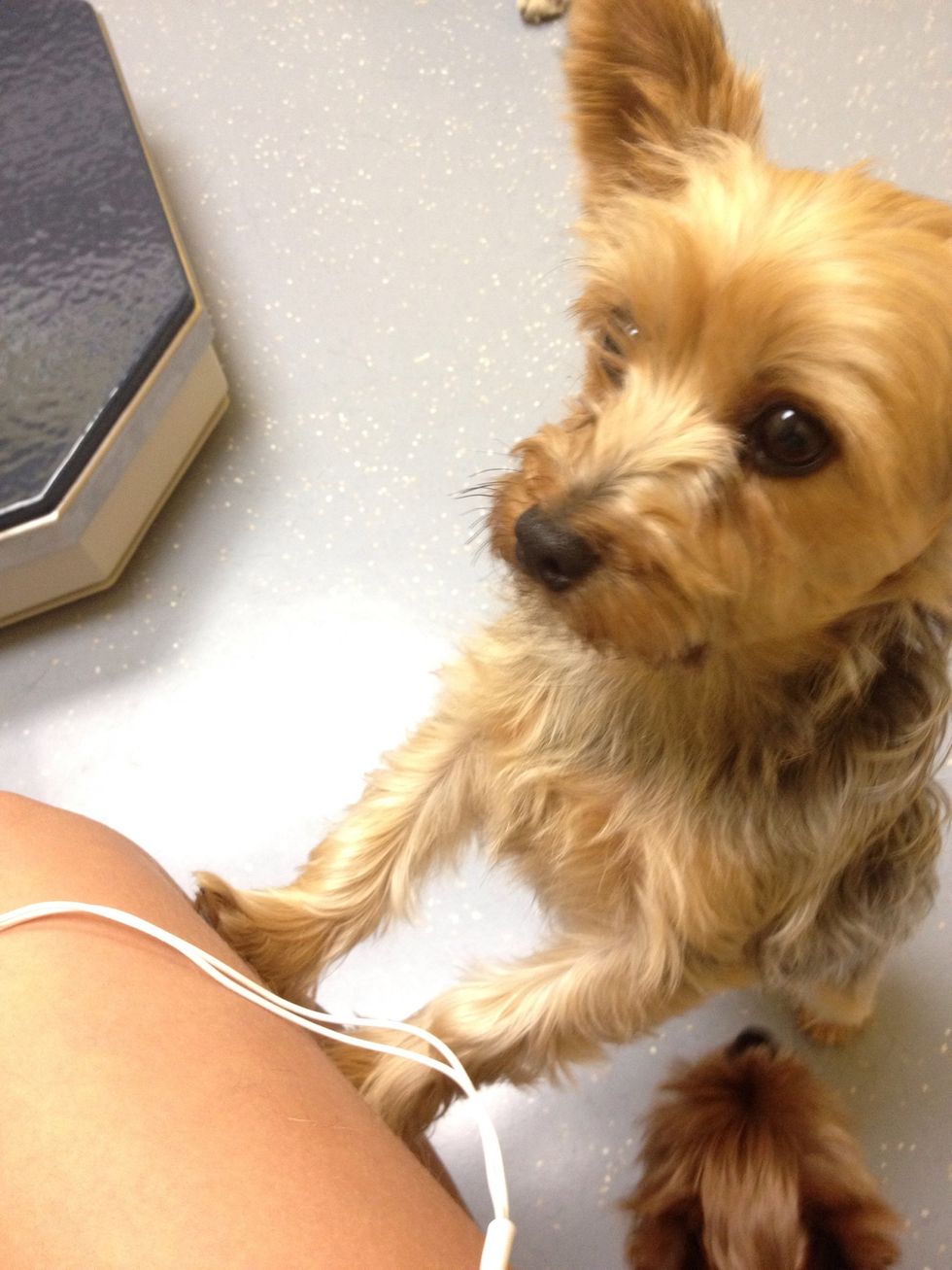 Take your pet to the vet for a yearly checkup, and of course when he/she is hurt!