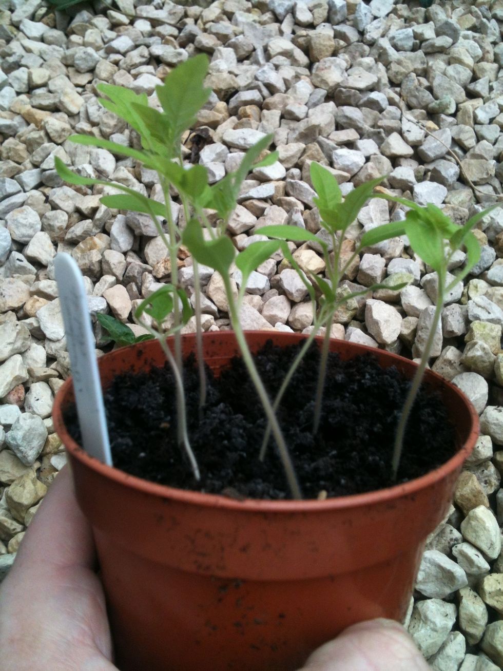 Take your seedlings, which you planted all together in a single pot. When they have developed a second set of leaves they are ready for potting up.