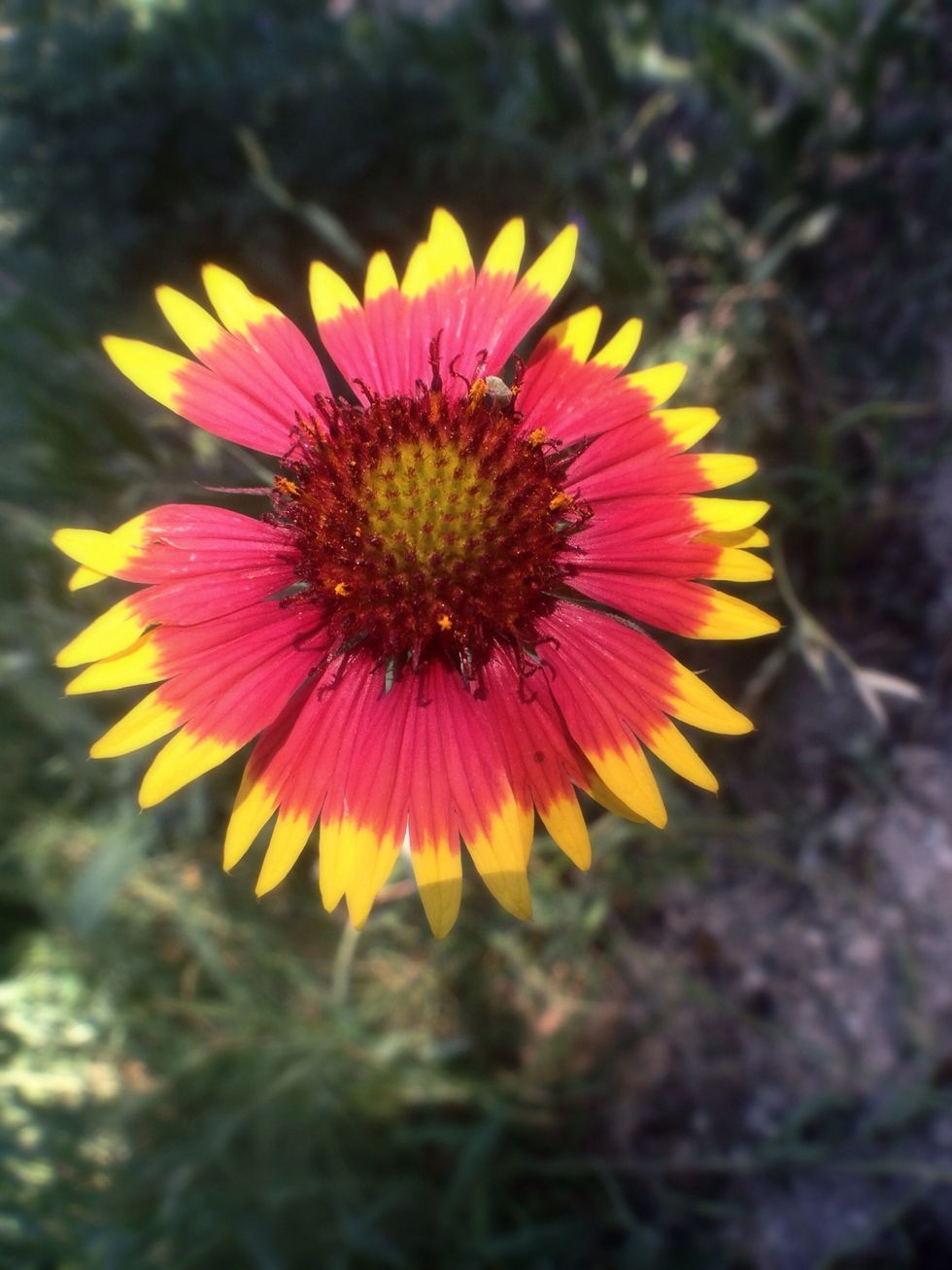 Taken with the Photojojo MACRO lens