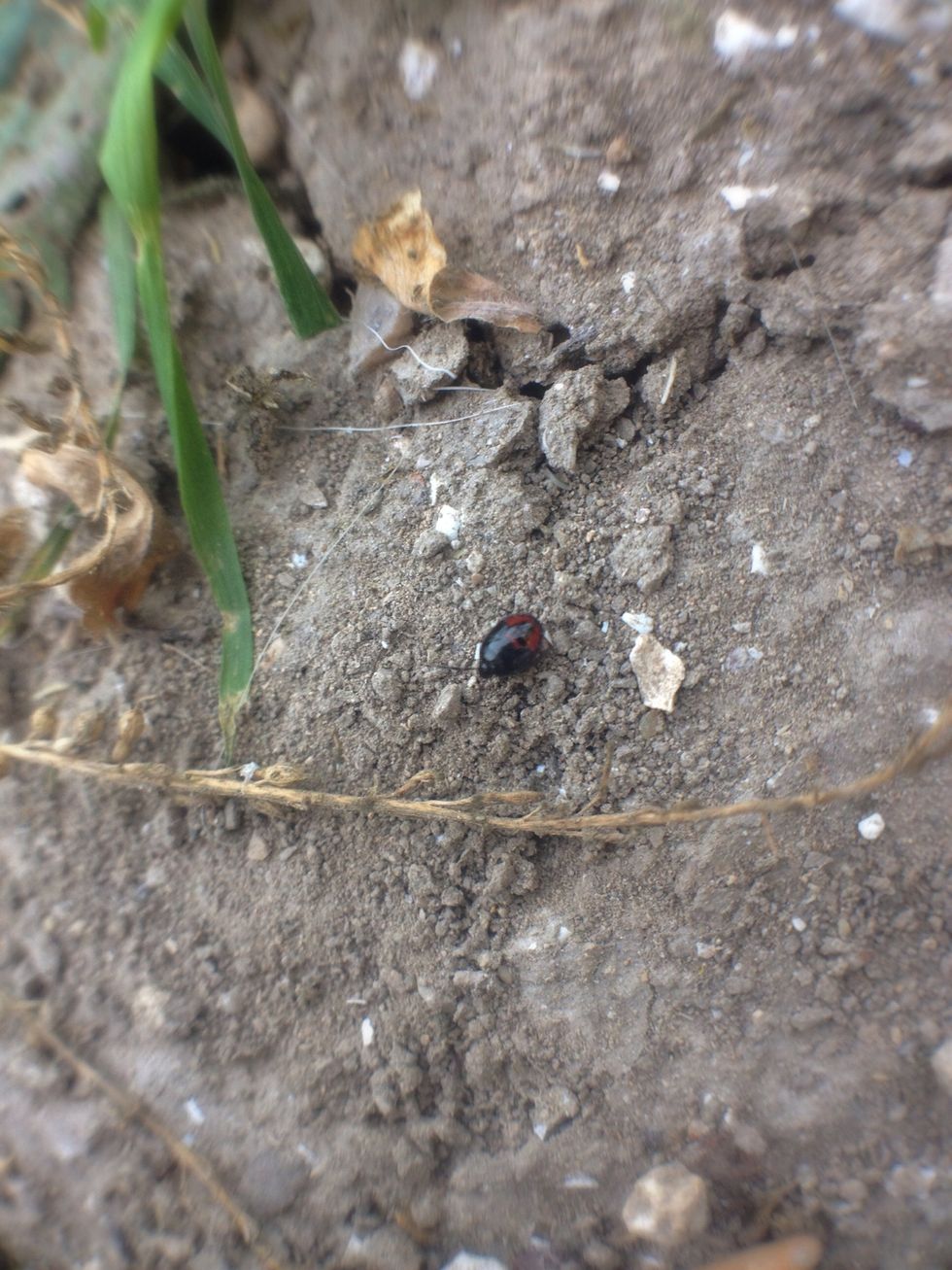 Taken with the Photojojo TELEPHOTO lens