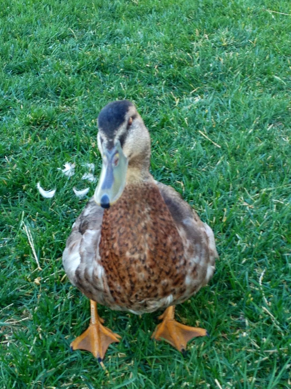 Talk in the sweetest cheesiest voice you canAndrew duck is sure to love you