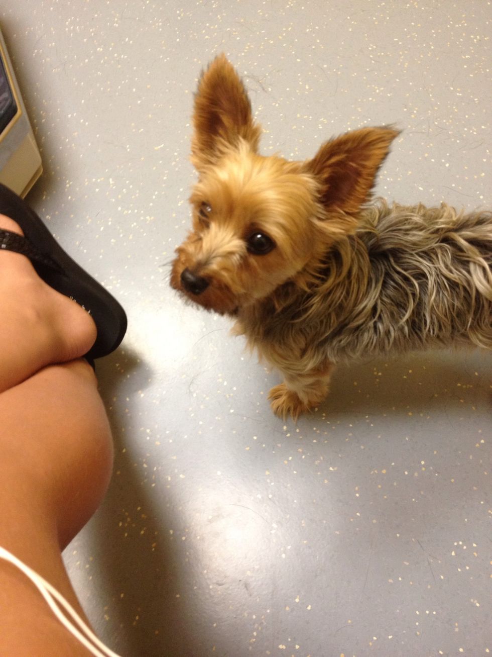 Talk to your pet in a soothing voice to comfort him/her.