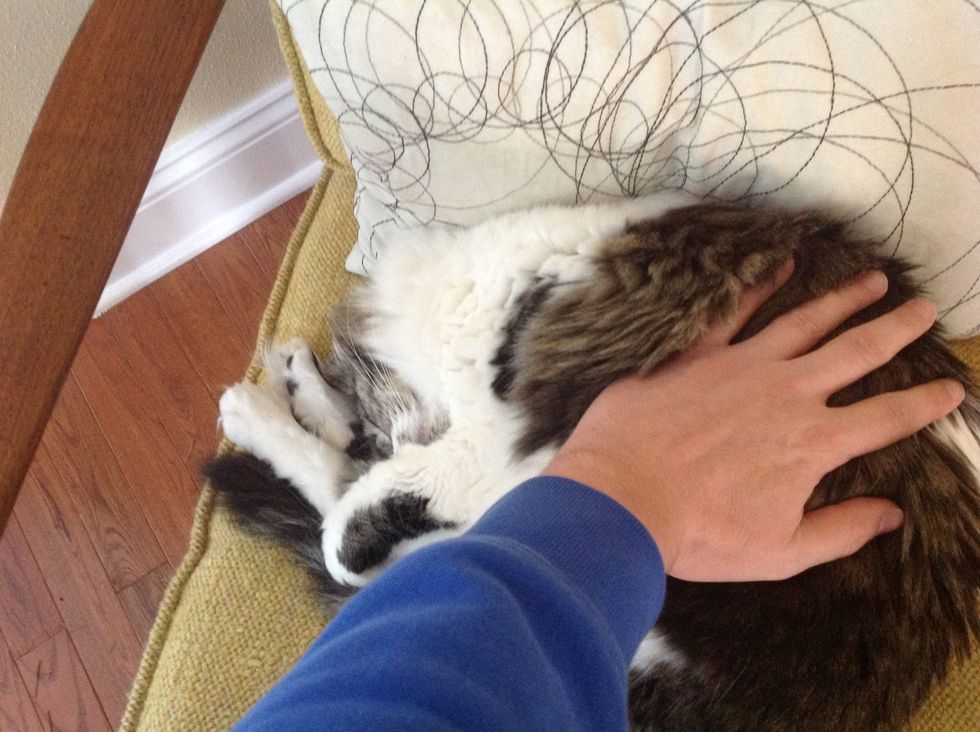 Tap and hold cat with full hand on the end of the cat that does not include the head