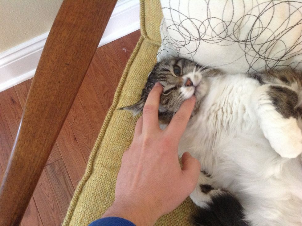 Tap firmly on cat\u2019s mouth to see if he or she needs a tooth brushing