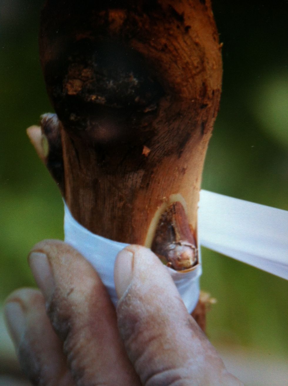 Tape the buds in place.