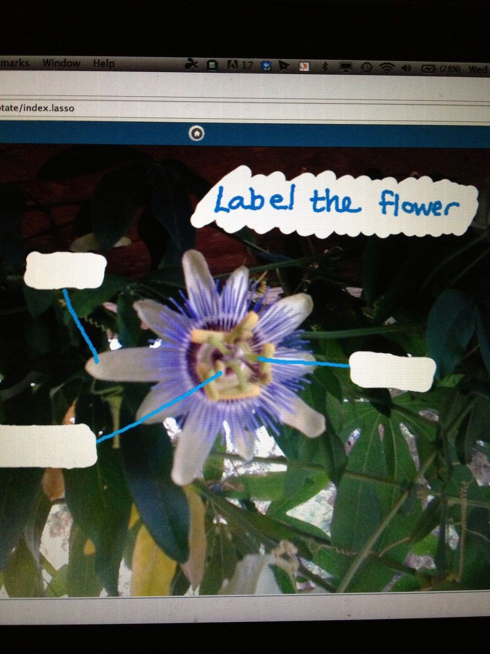 Teacher View: Visual assessment content can be prepared using the InfuseDraw tools. Selecting the "Draw" response option on the InfuseDraw toolbar will push image/annotations to student devices.