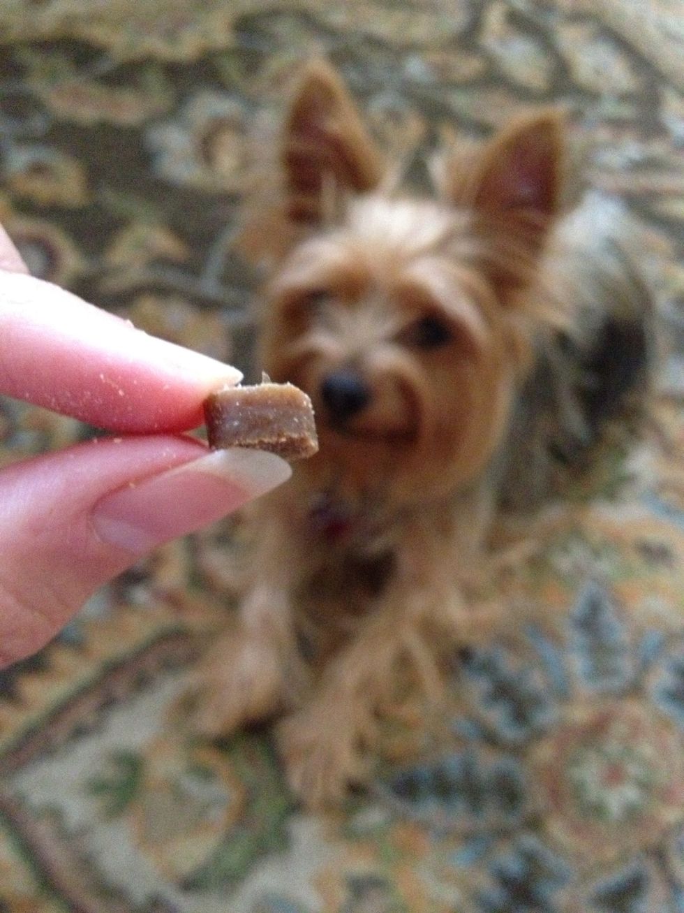 Teaching your dog to lie down is easy! Master this simple trick and they'll be ready for more complicated tasks like loading the dishwasher and cross-stitching.