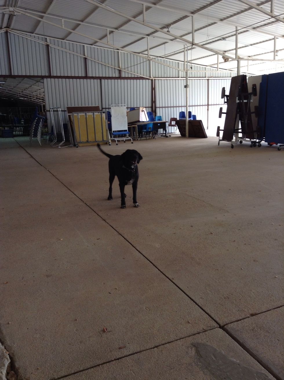 Tex the wonderful and loving dog.He will let you pet him.He is a nice dog. He'll try to lead the way to where you're going.He is a lovable dog and if you go to the OLC i hope you see him.