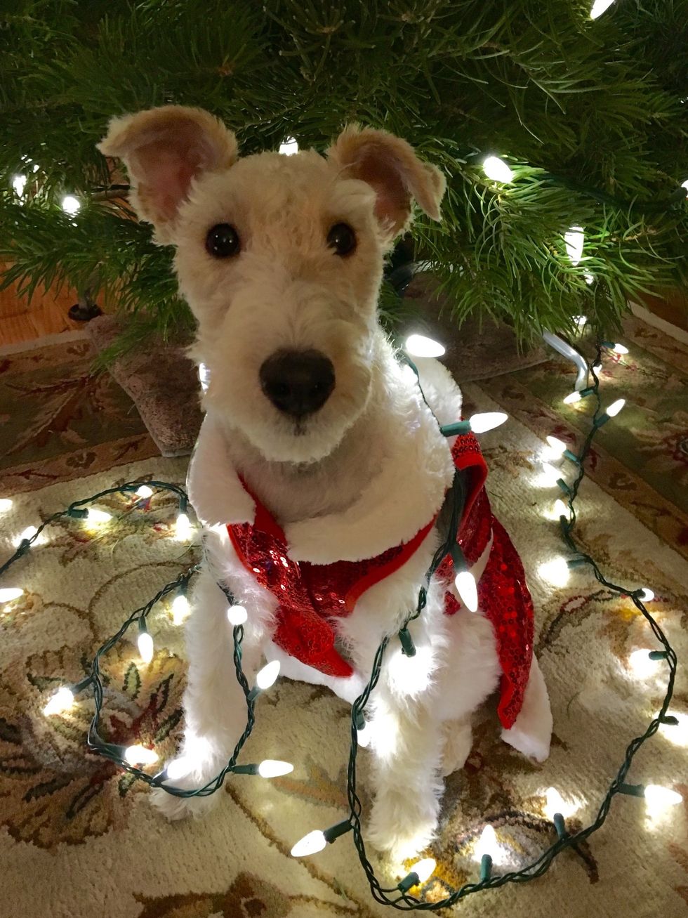 Thank you for taking the time to view another one of my great guides. Please remember to \u2764 w\ufe0fhat you see and check out more of my guides. Merry Christmas, Happy Holidays and Happy Baking \ud83d\ude0a\ud83c\udf6a!