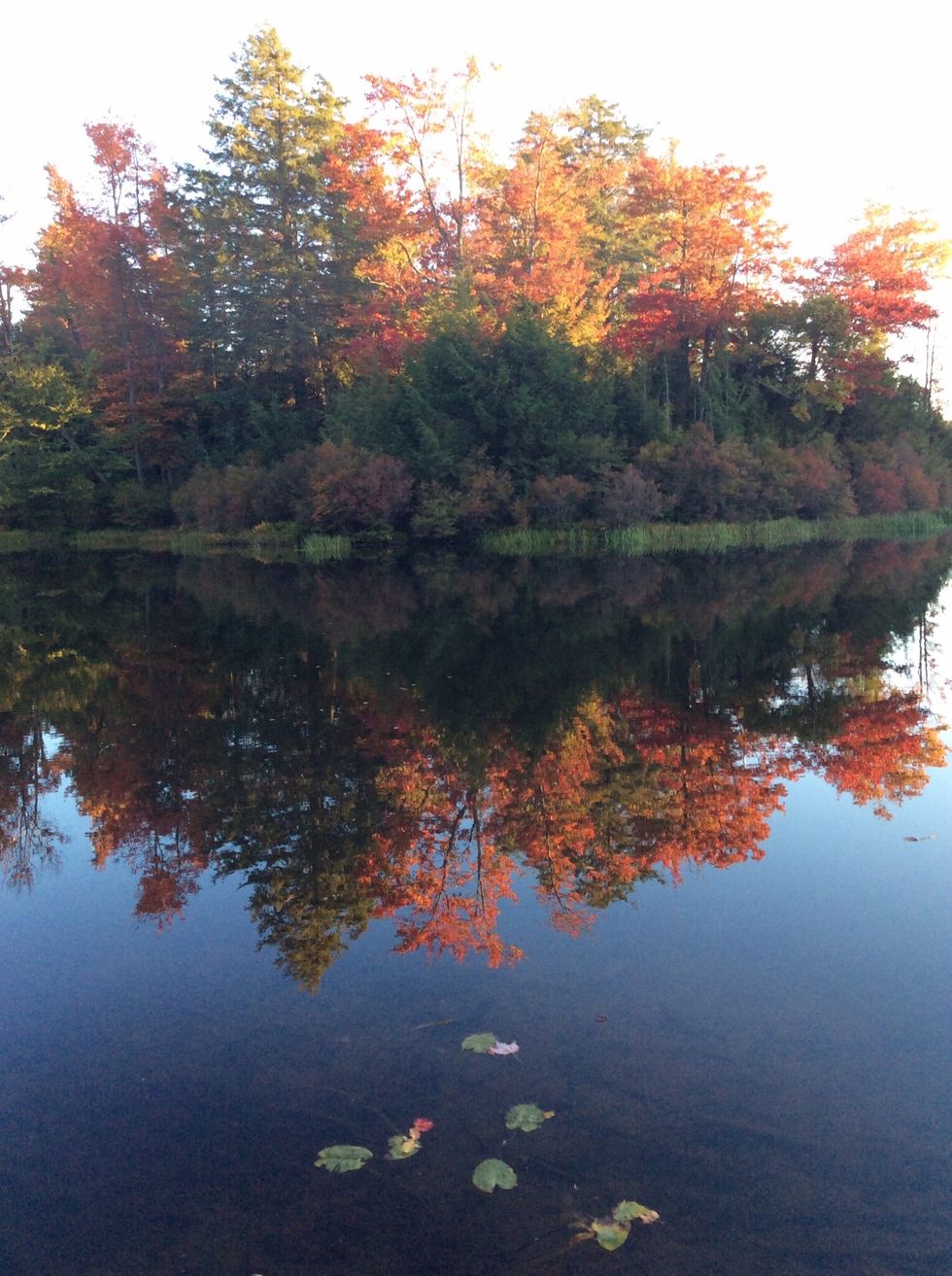 Thank you for taking the time to view my avocado ice cream guide. Stay tuned for my new guide, maple bourbon, brown sugar and pecan ice cream. Please check out and \u2764\ufe0f my other delicious guides. Enjoy!