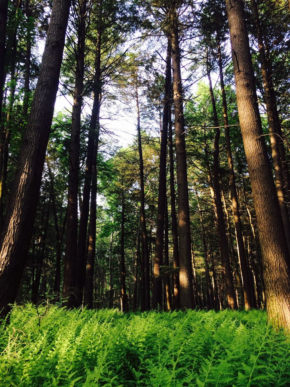 Thank you for viewing my Blueberry cobbler. Outdoor cast iron cooking is fun and a hobby. Look forward to other outdoor cast iron cooking guides. Please check out my other dessert guides. Thank you!