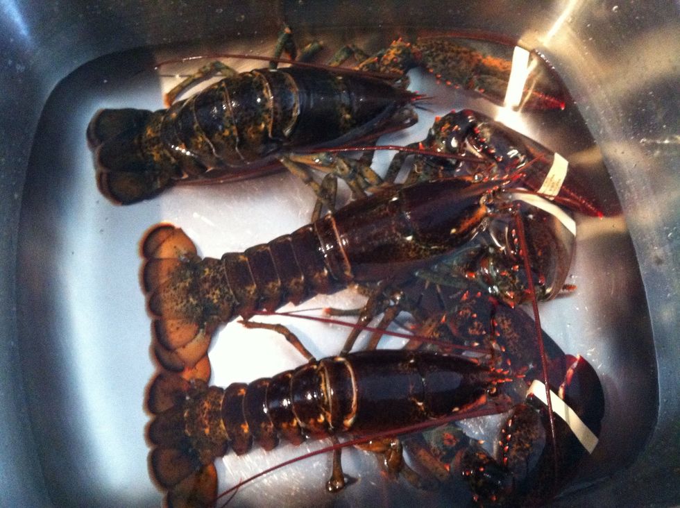 Thank you Mr./Mrs. Lobsters