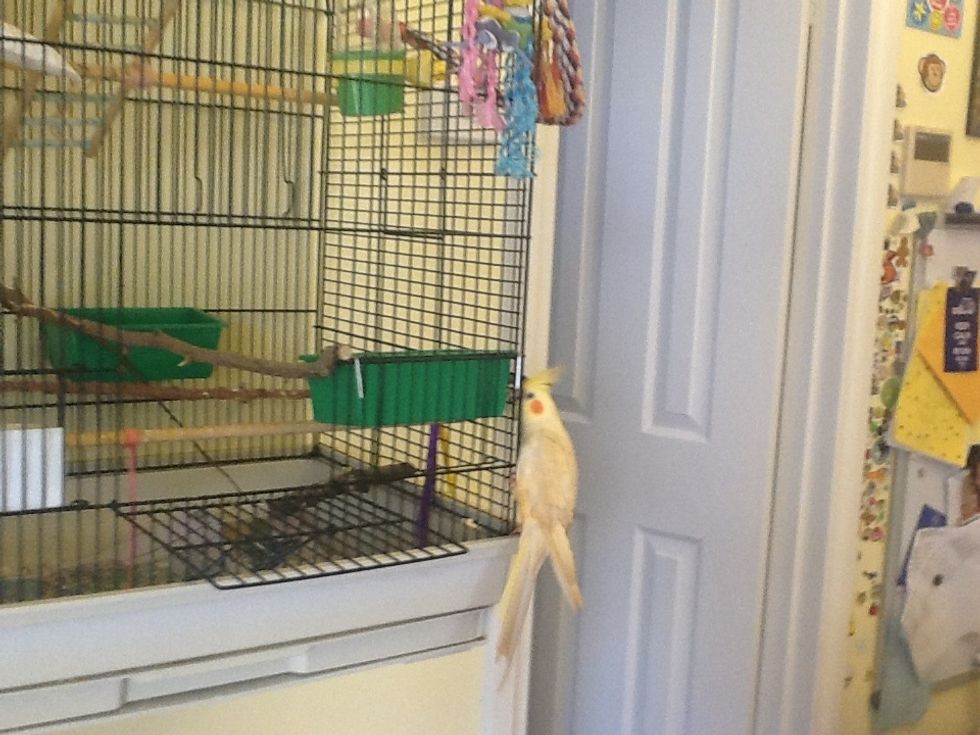 Thanks for looking at my snapguide, plz follow or tali might get grumpy SQUARK! (She likes to have friends lol)