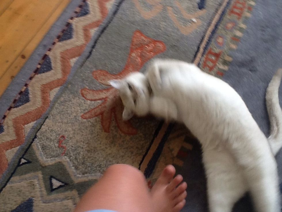 Thanks for reading! These tips effectiveness will vary with each bird but remember keep your bird safe, happy and not lunch for others:) Ps the cat is mine, and gets used to having tali around quickly