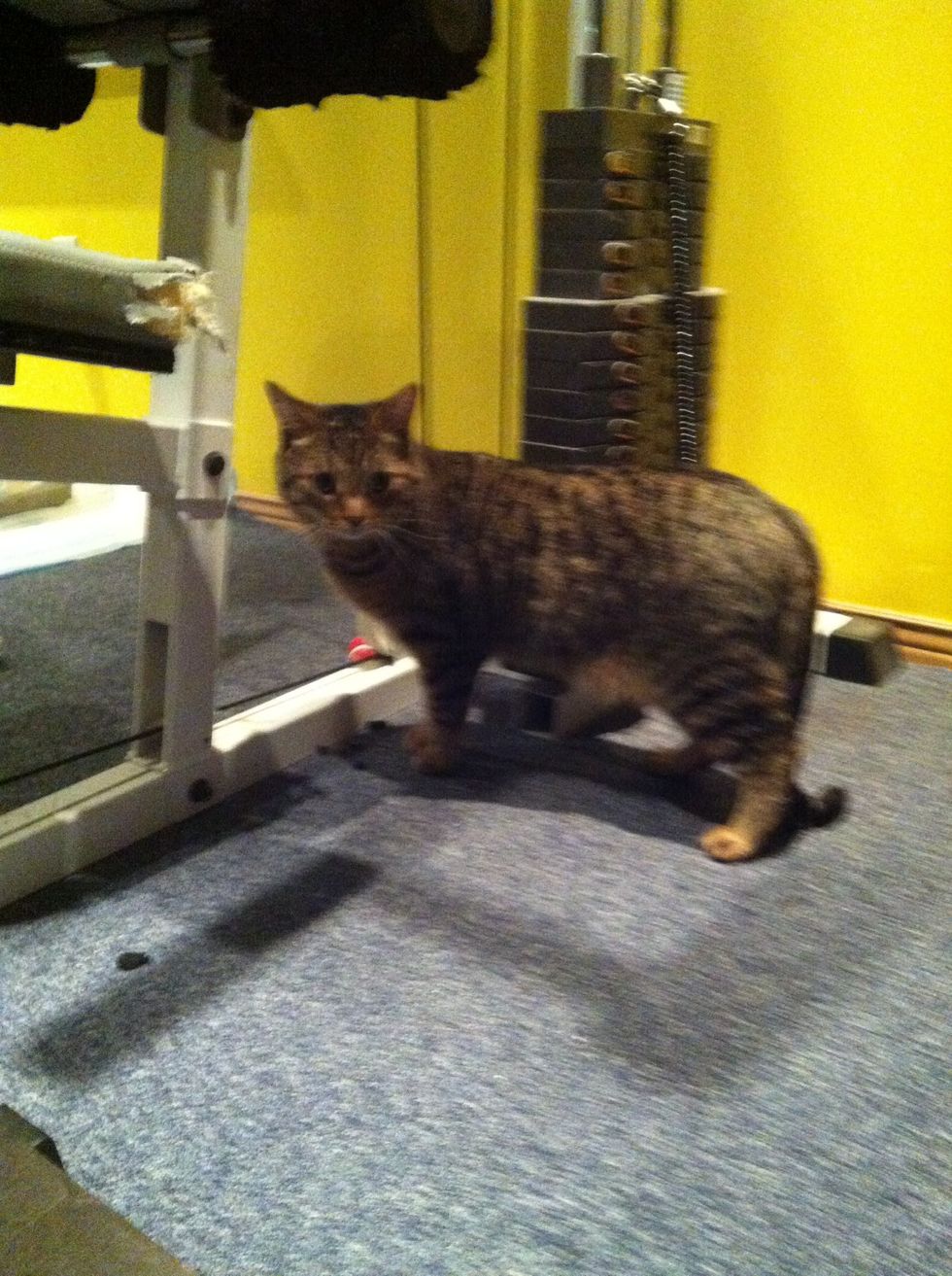 Thanks for watching, Rupert the cat is out meow!