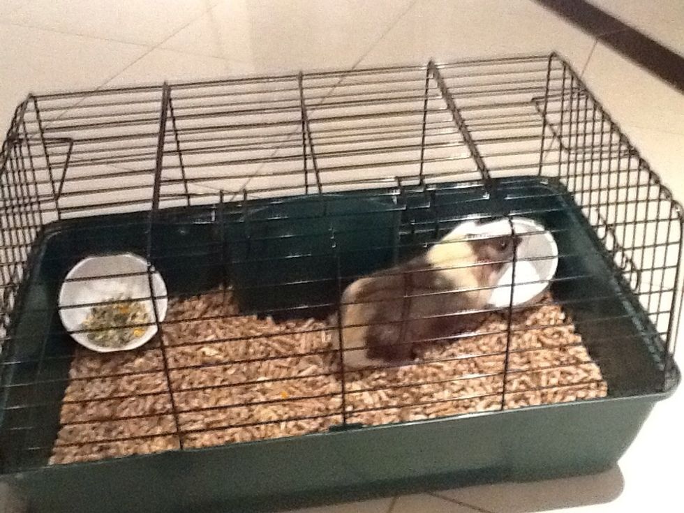 That how you can look after your guinea pig thank you for watching. SWIPE THE NEXT PAGE TO SEE MY GUINEA PIG DO TRICKS