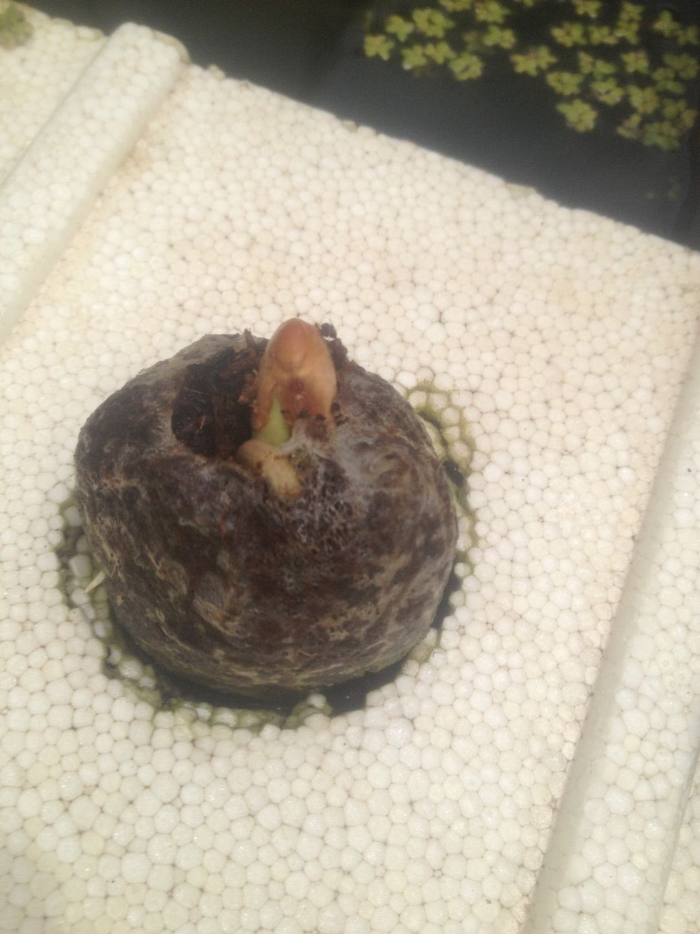 That is a coir pot in a thicker piece of polystyrene with a bean shoot emerging after 7 days