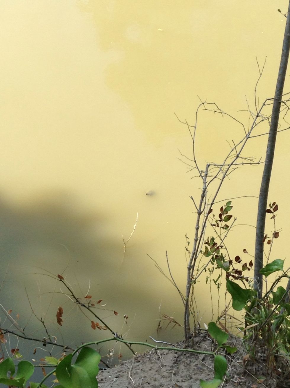 That is a snapping turtle . I only have one question why do they call it snapping turtle ?:)