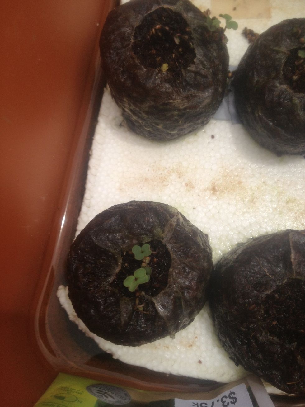 That is Rocket in a coir pot floating in a bucket of water and nutrients after just 7 days